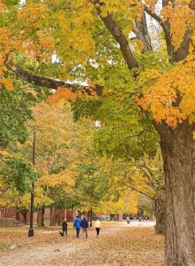 People walking under colorful maple trees on the grounds of Medfield State Hospital